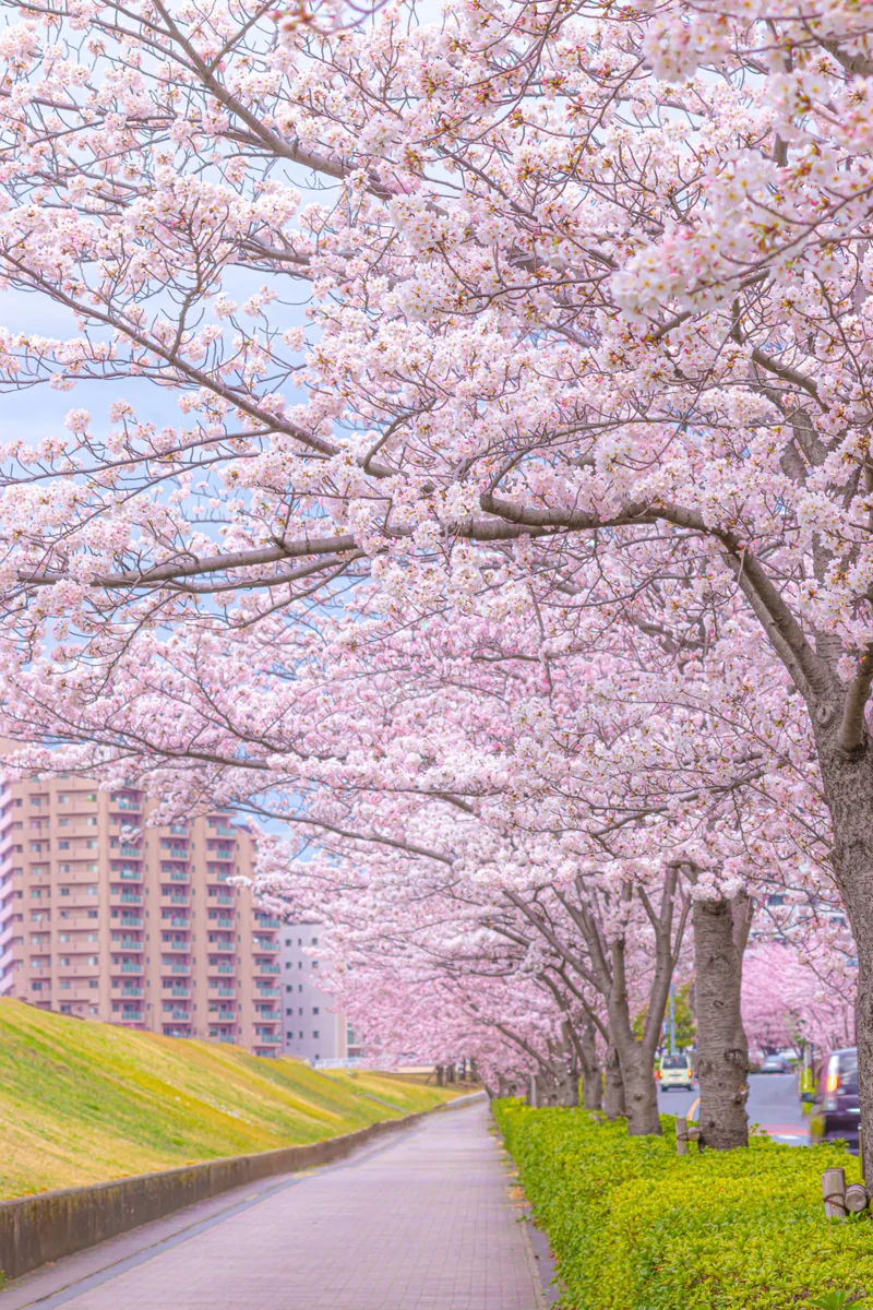 投稿写真：ソメイヨシノ満開