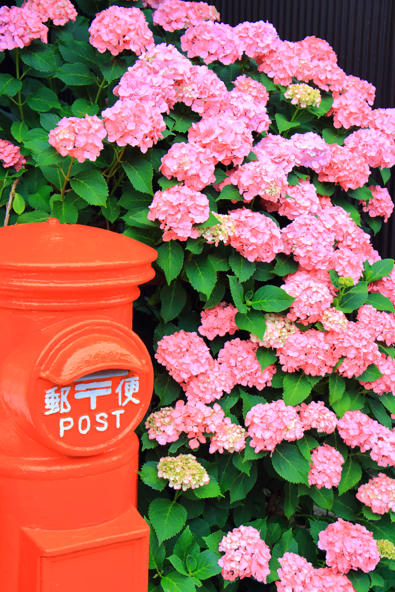 投稿写真：紫陽花とポスト