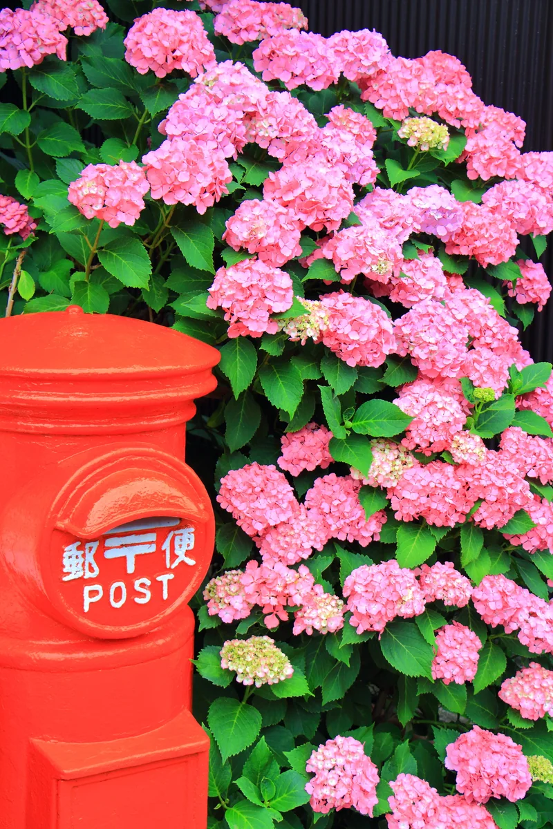投稿写真：紫陽花とポスト