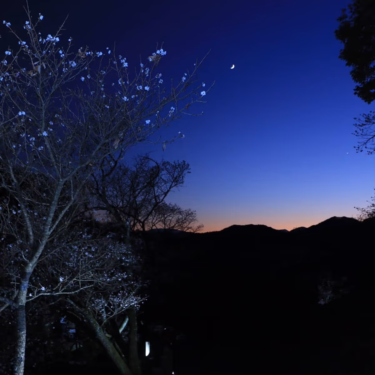 投稿写真：マジックアワーと冬桜