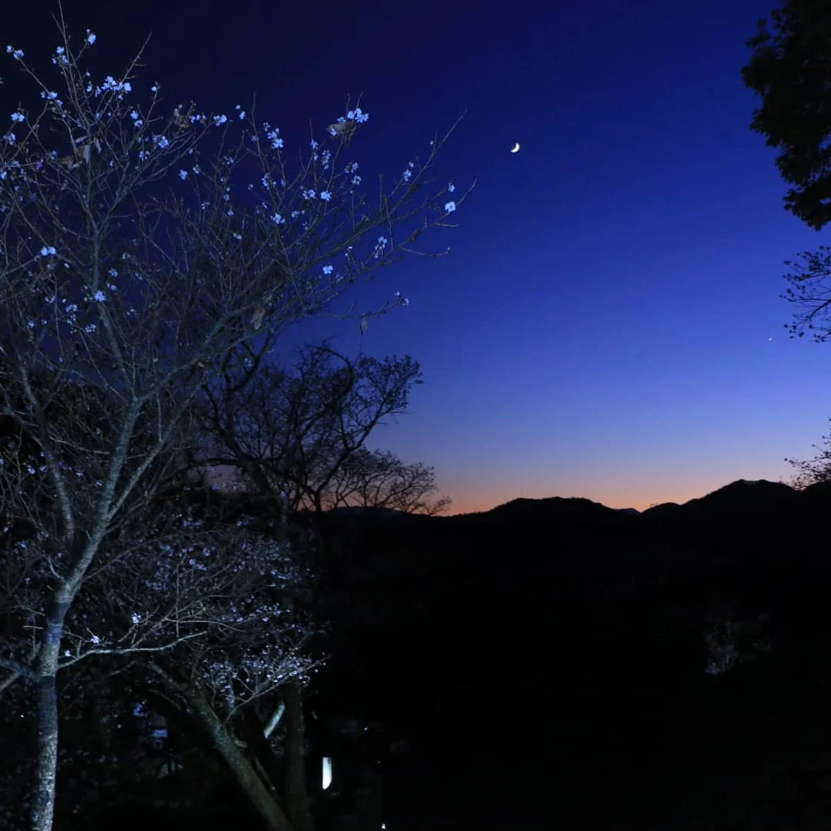 投稿写真：マジックアワーと冬桜