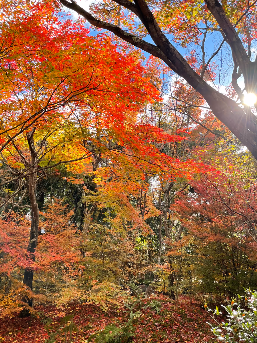 投稿写真：京都　宝筐院にて
