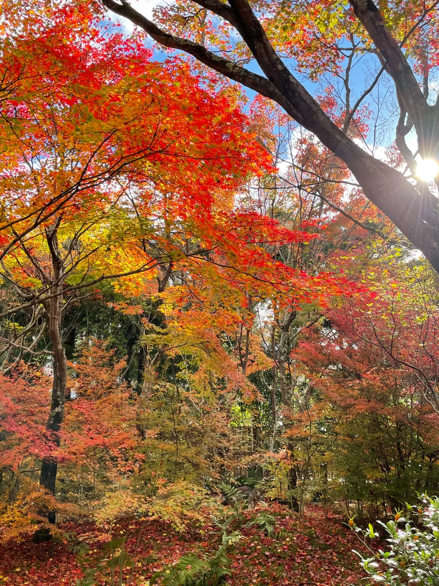 投稿写真：京都　宝筐院にて