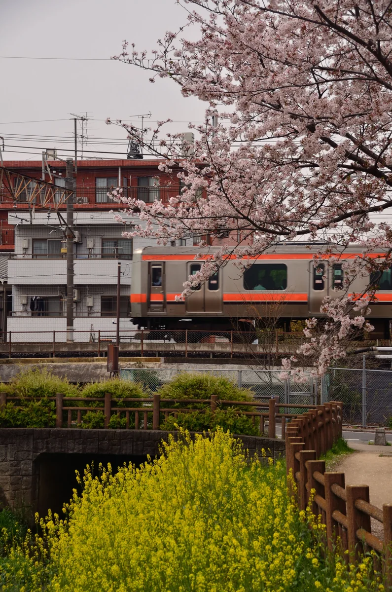 投稿写真：武蔵野線沿線　ソメイヨシノ