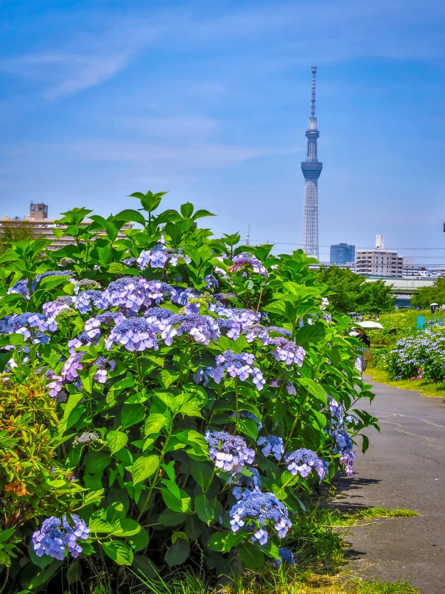 投稿写真：あじさいとスカイツリー