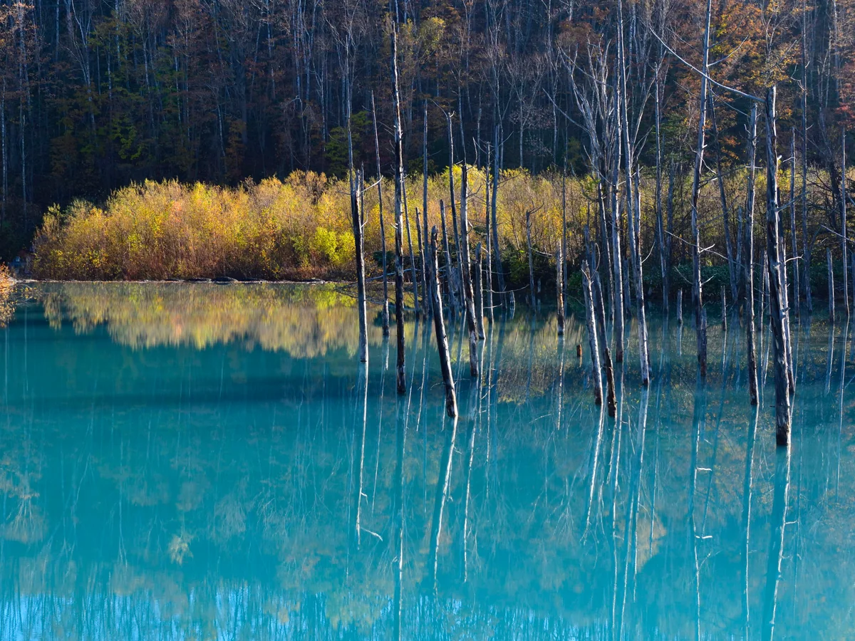 投稿写真：秋の青い池
