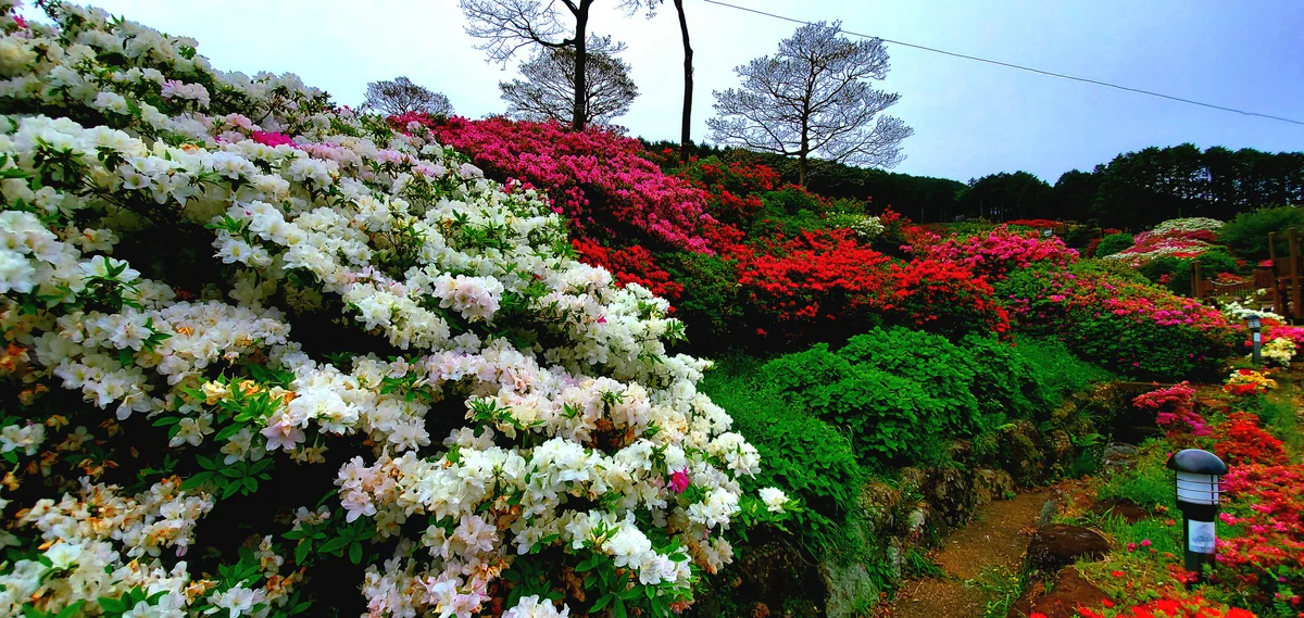 投稿写真：モリモリなつつじ