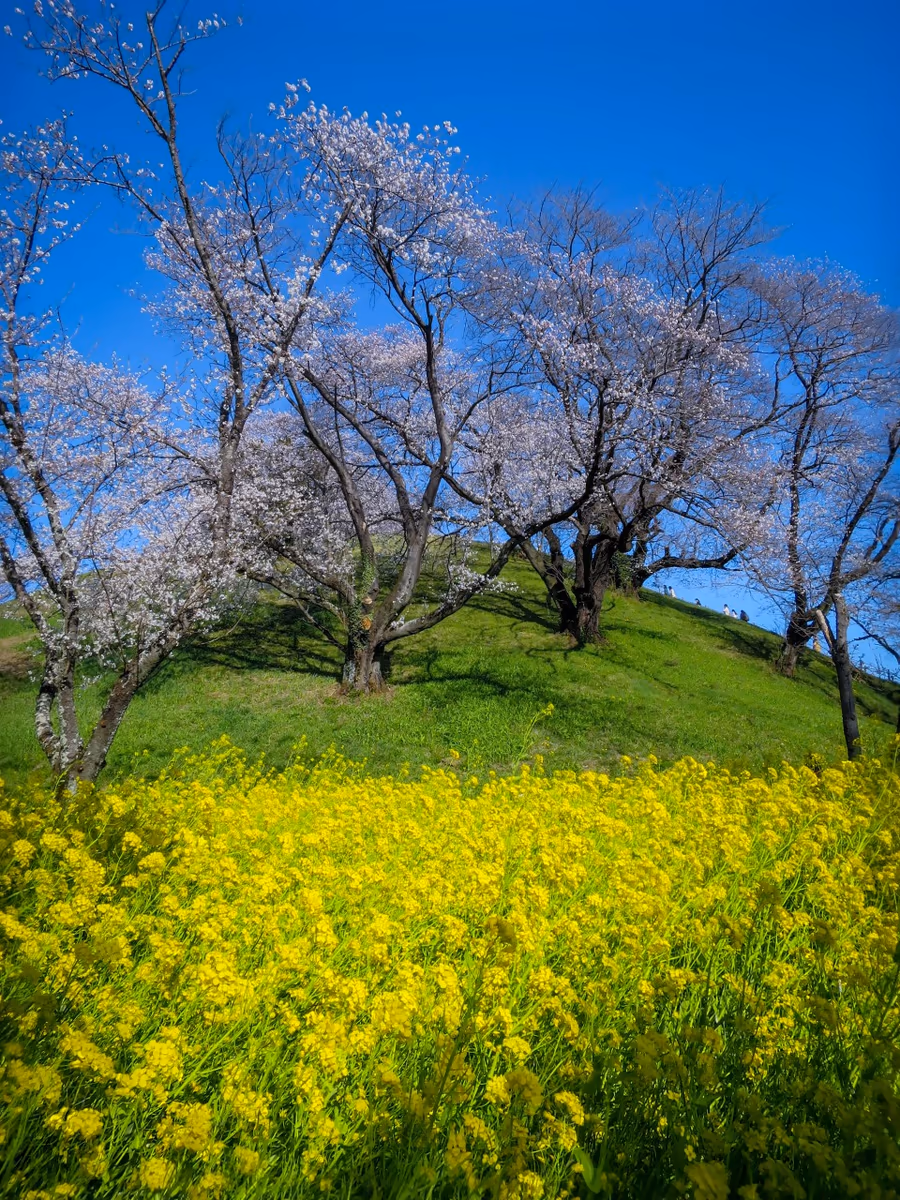 投稿写真：古墳に咲く桜と菜の花