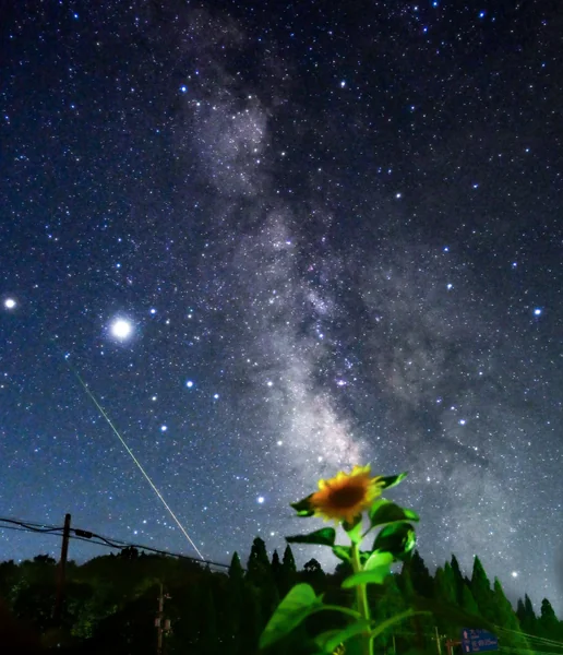 投稿：夏の願い事