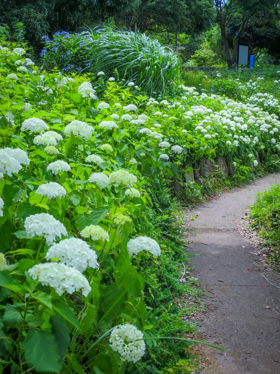 投稿写真：アナベルの小径