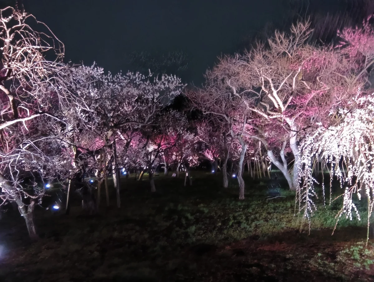 投稿写真：水戸偕楽園梅ライトアップ