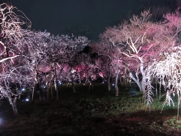 投稿：水戸偕楽園梅ライトアップ