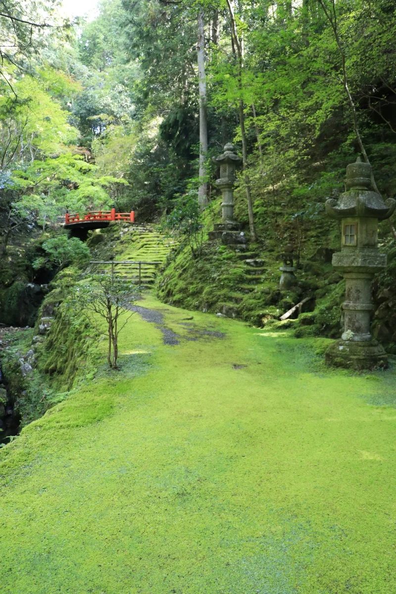 投稿写真：苔の絨毯