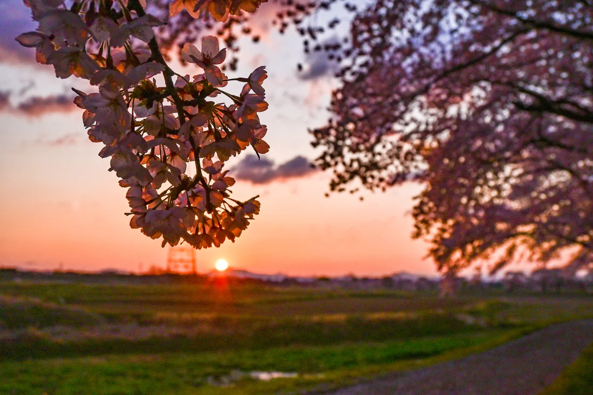 投稿写真：藤田川ふれあい桜