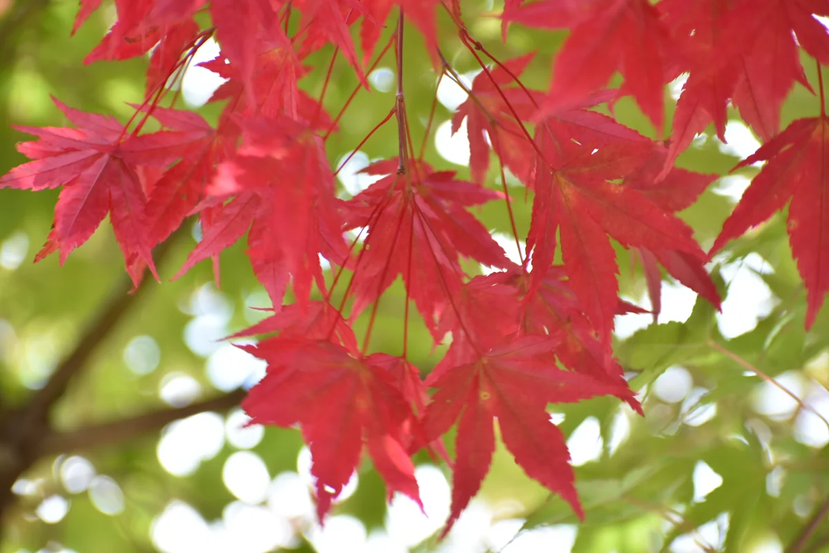 投稿写真：もみじと緑