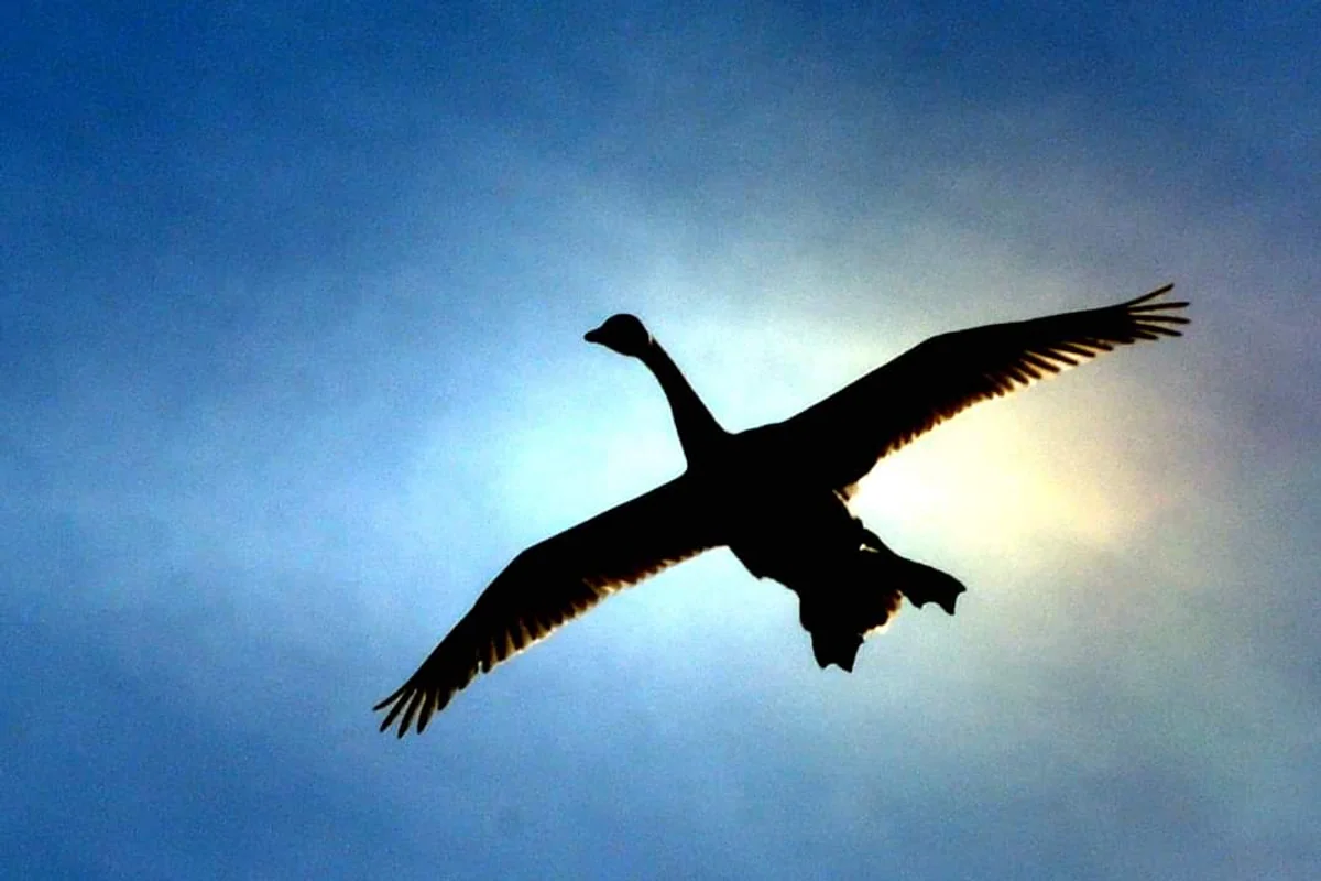 投稿写真：コハクチョウ