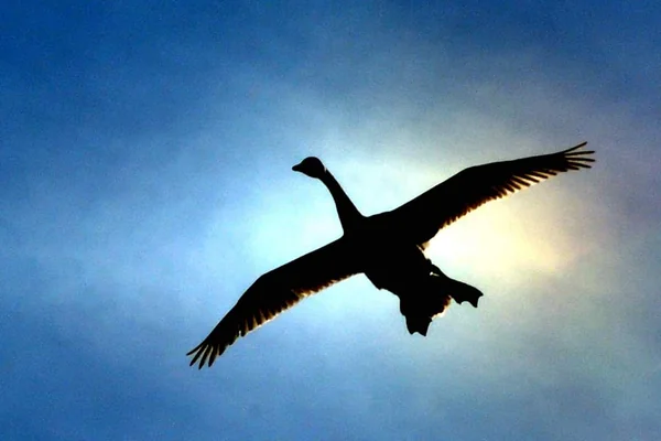 投稿：コハクチョウ