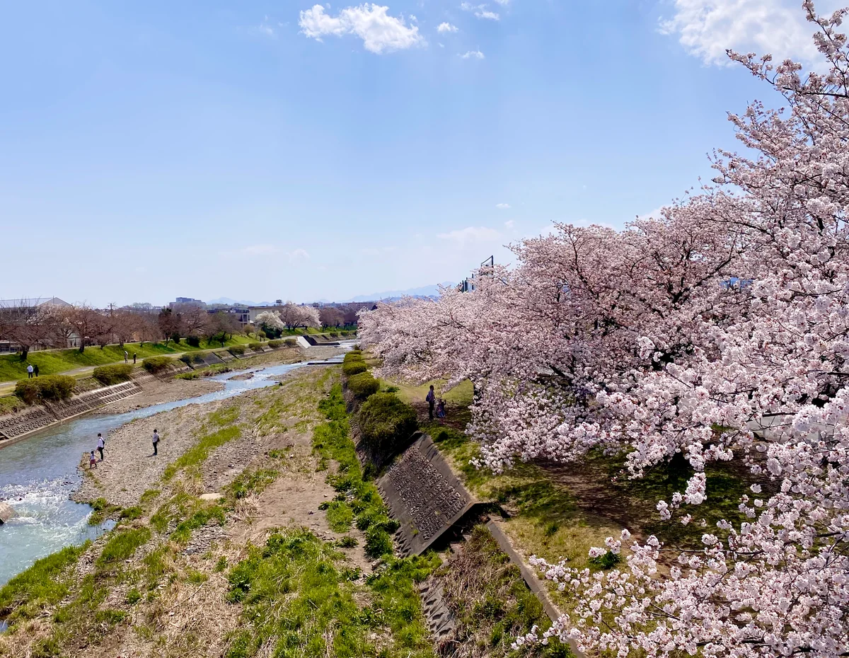 投稿写真：浅川のさくら