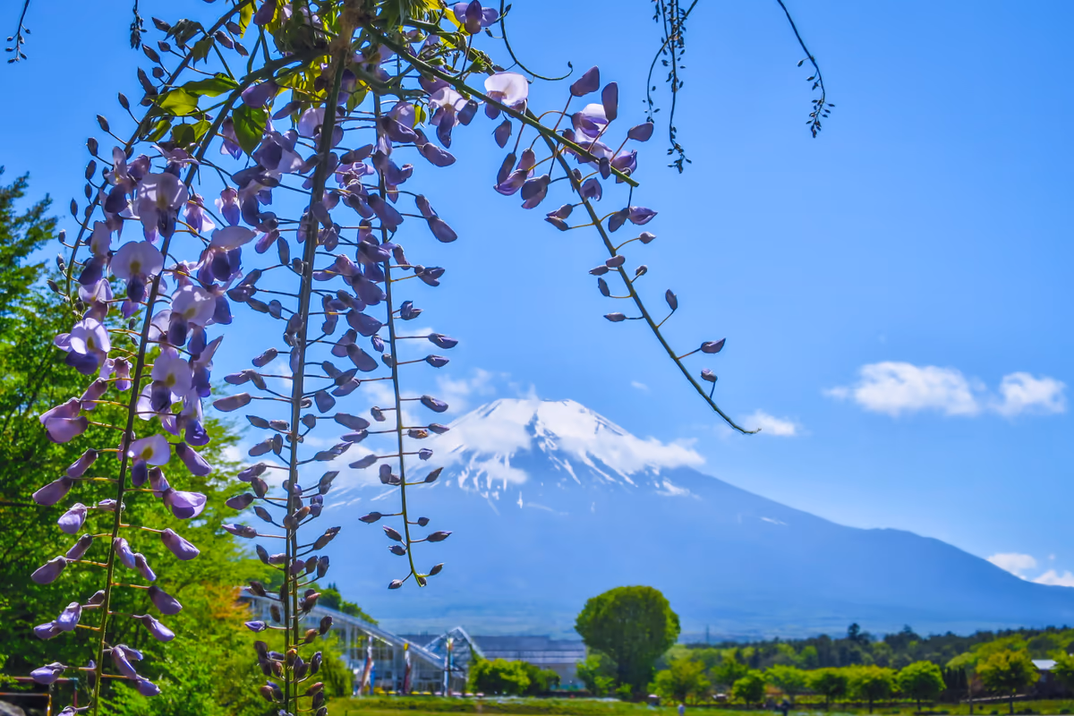 投稿写真：藤の花と富士山