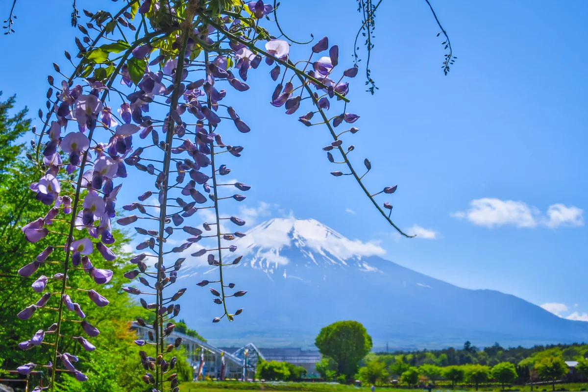 投稿写真：藤の花と富士山