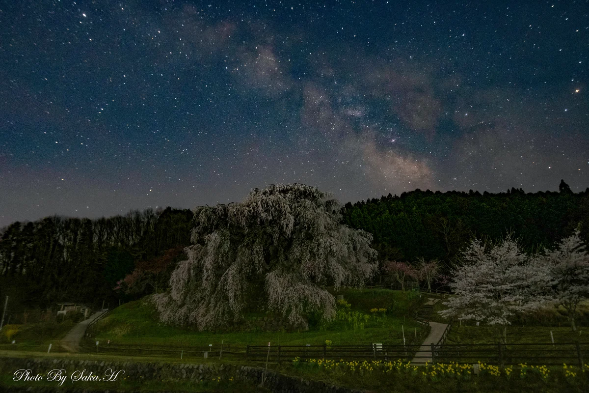 投稿写真：又兵衛桜