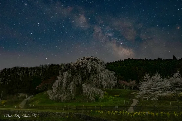 投稿：又兵衛桜
