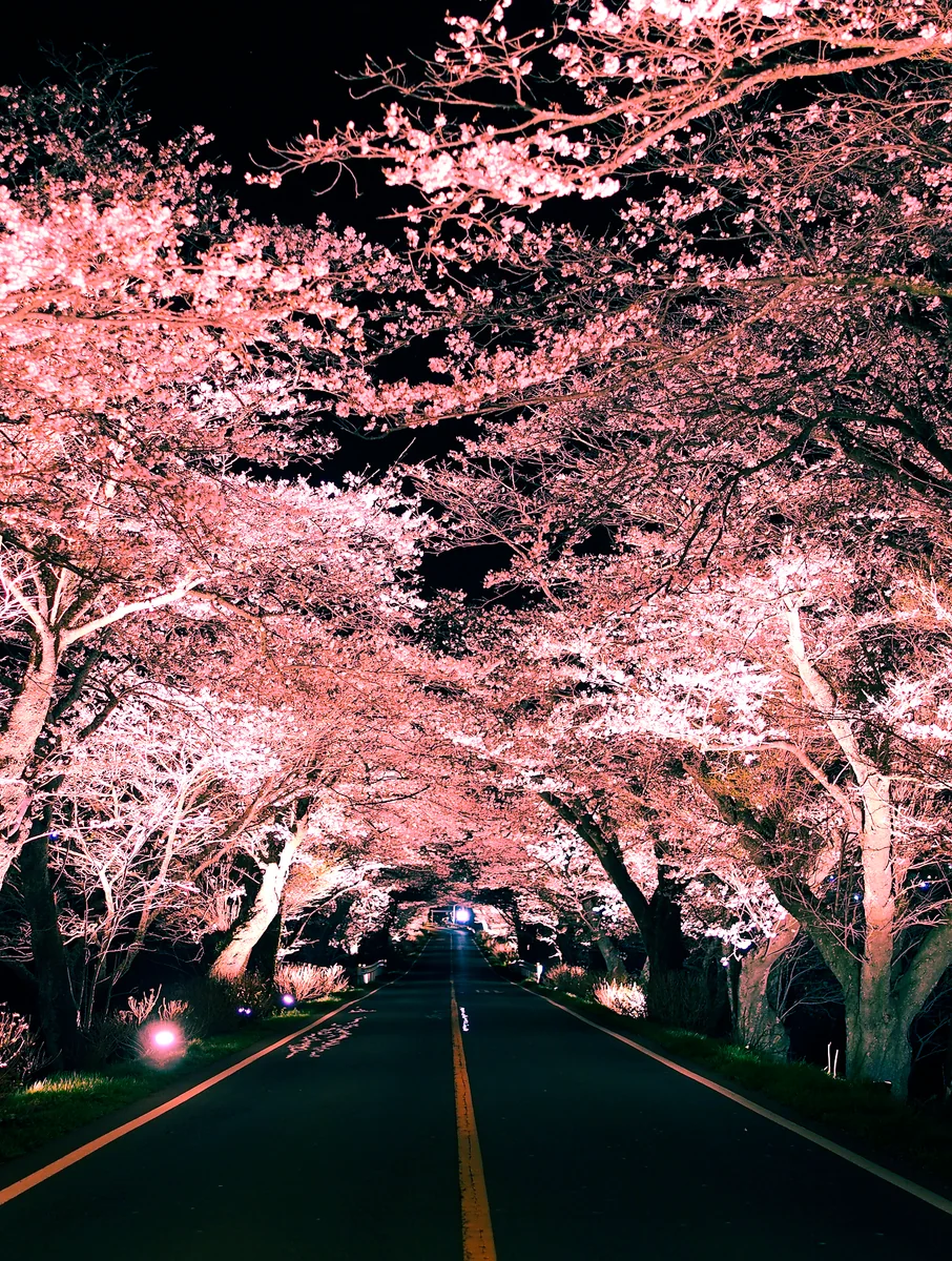 投稿写真：早乙女の夜桜路