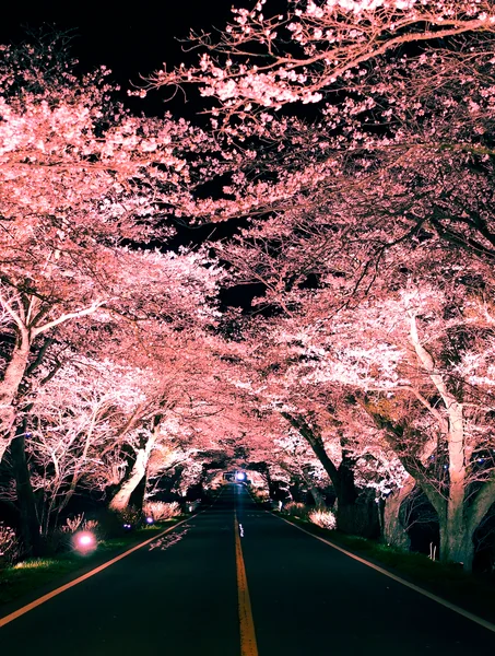 投稿：早乙女の夜桜路