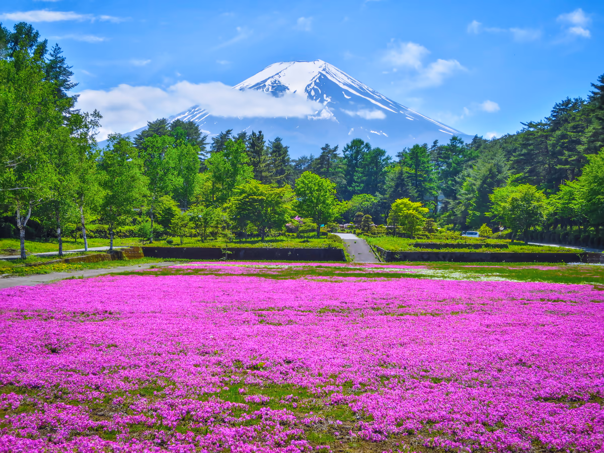 投稿写真：芝桜と富士山