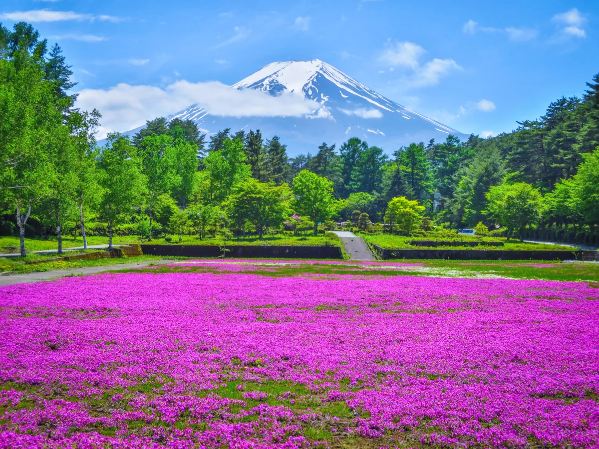 投稿写真：芝桜と富士山