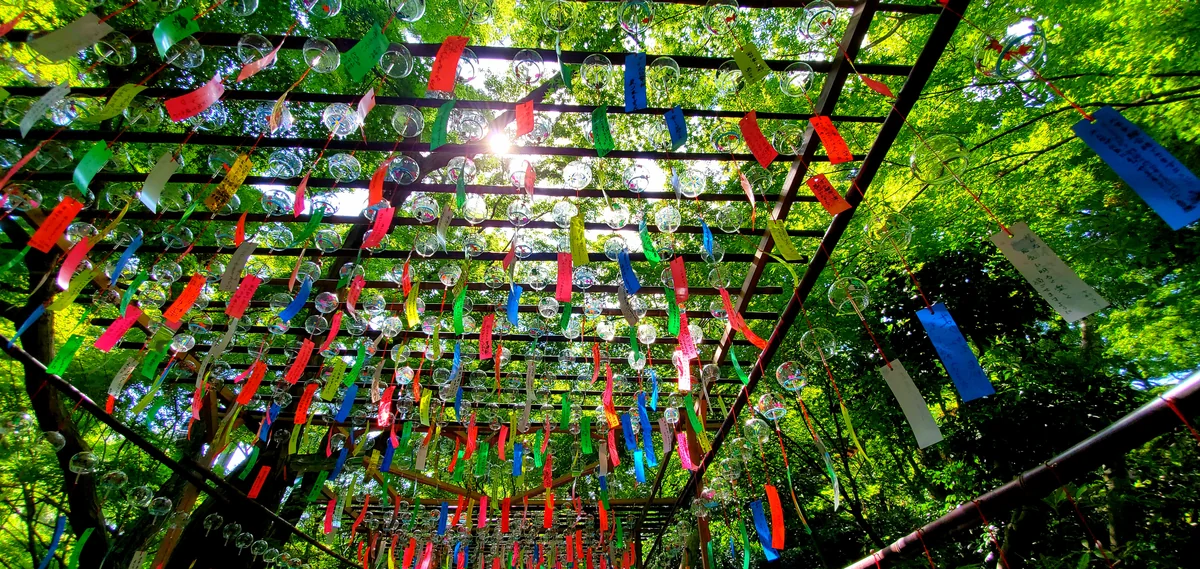 投稿写真：初夏