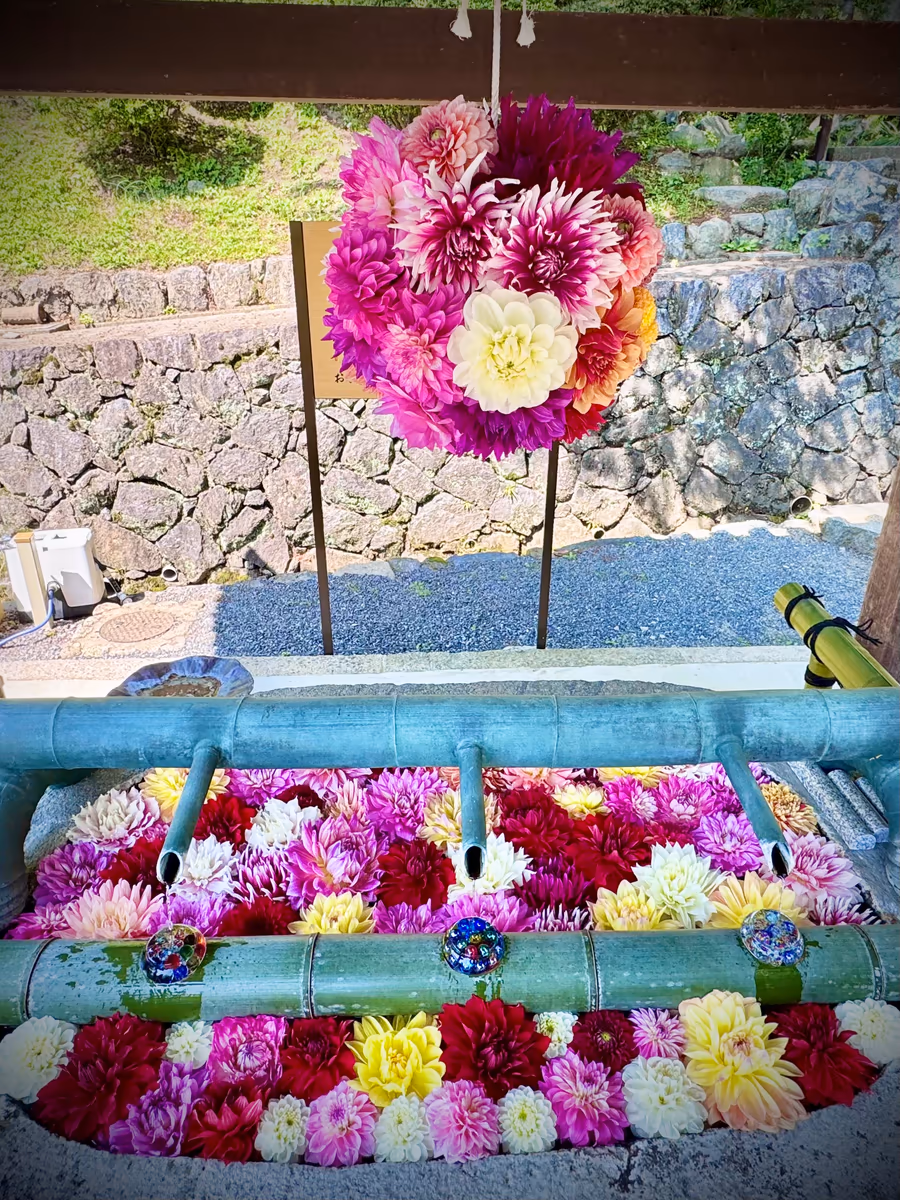 投稿写真：花の寺🌼岡寺