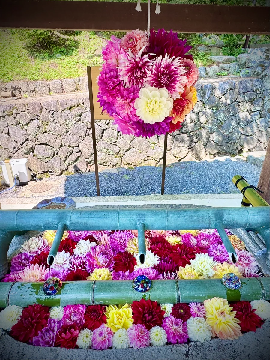 投稿写真：花の寺🌼岡寺