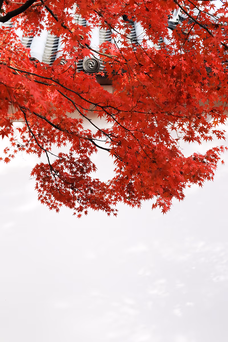 投稿写真：houkongoin 法金剛院