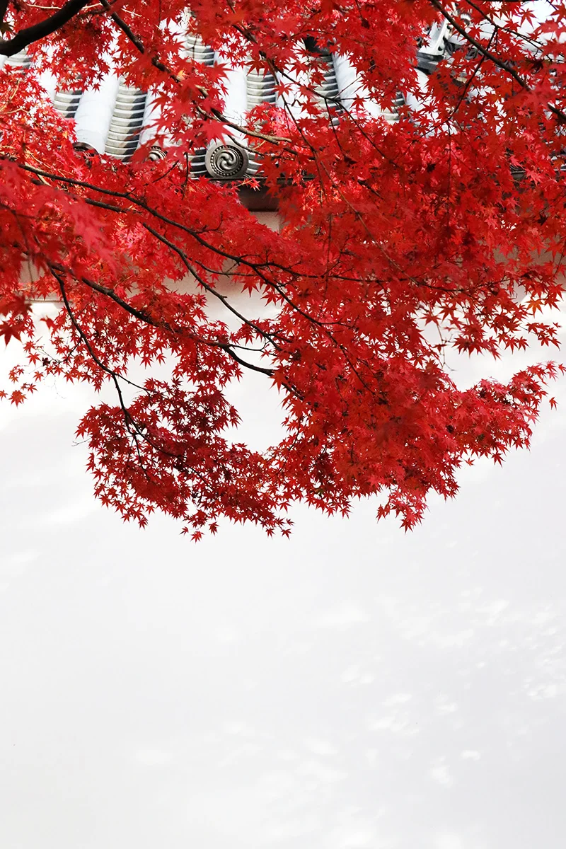 投稿写真：houkongoin 法金剛院