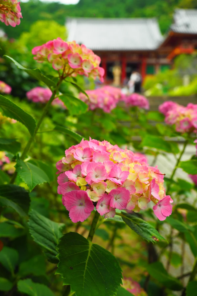 投稿写真：矢田寺　紫陽花