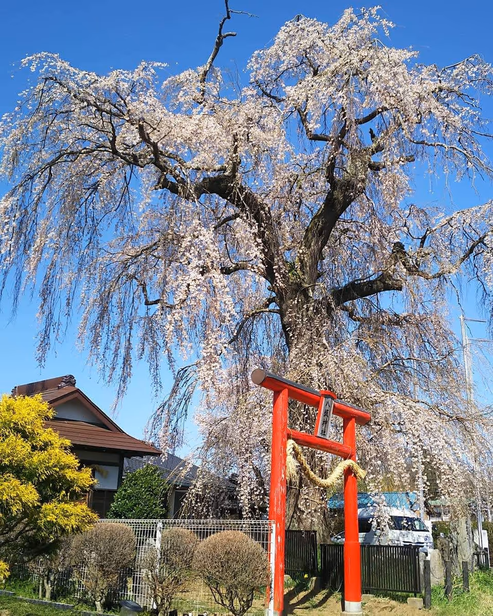 投稿写真：八坂神社の桜の