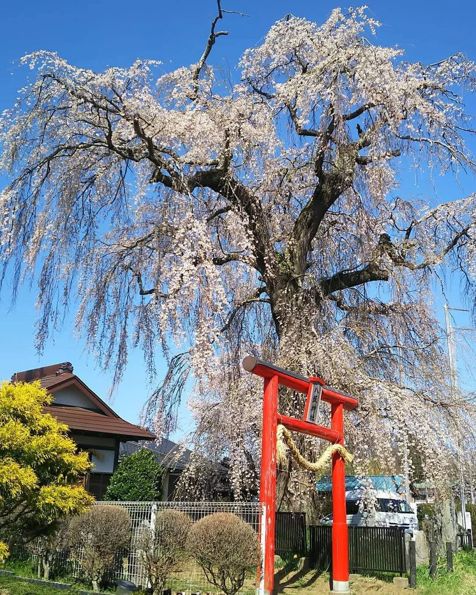 投稿写真：八坂神社の桜の