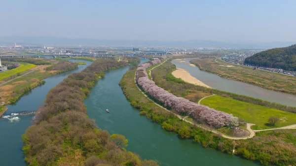 投稿：八幡 背割堤