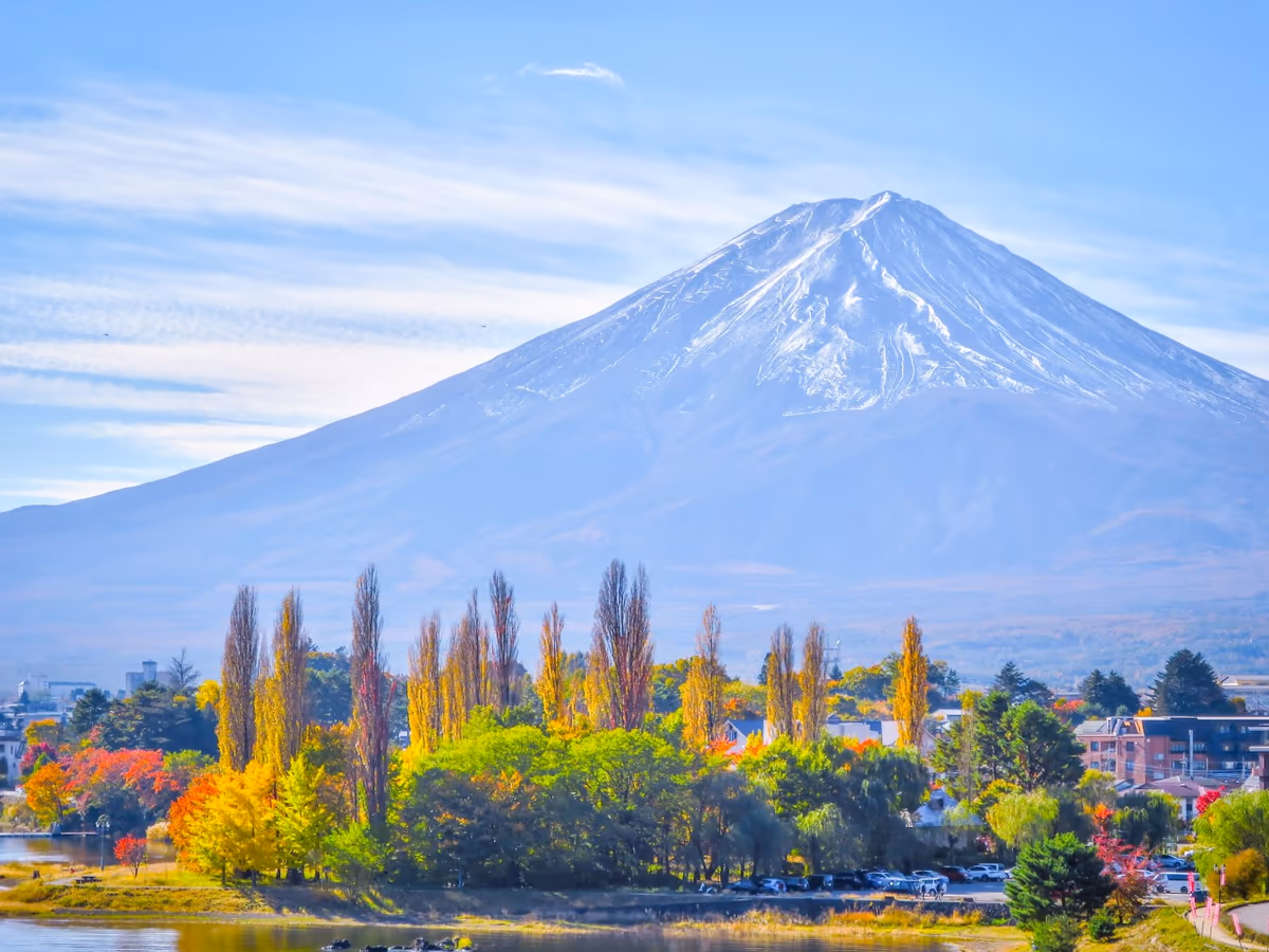 投稿写真：ポプラの黄葉と富士山