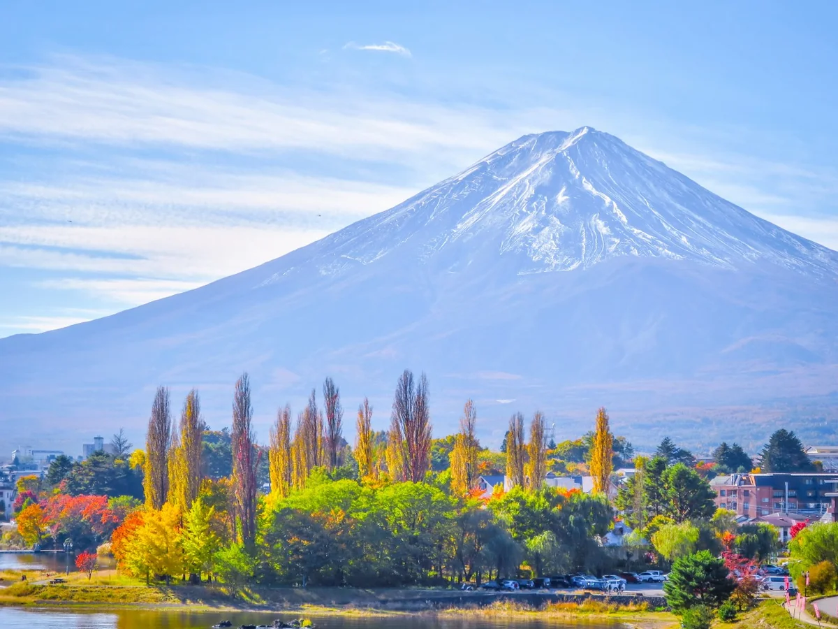 投稿写真：ポプラの黄葉と富士山