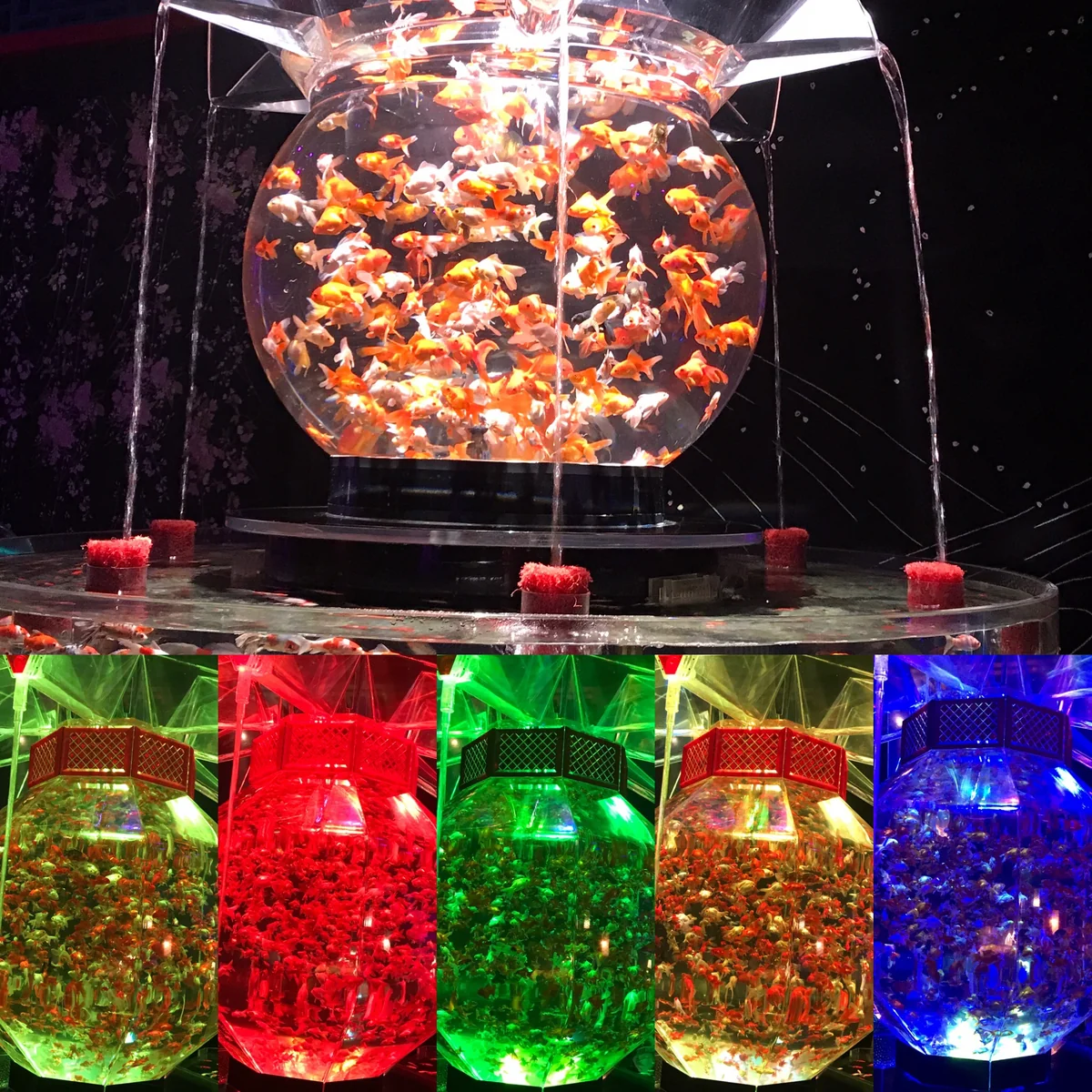 投稿写真：赤の乱舞