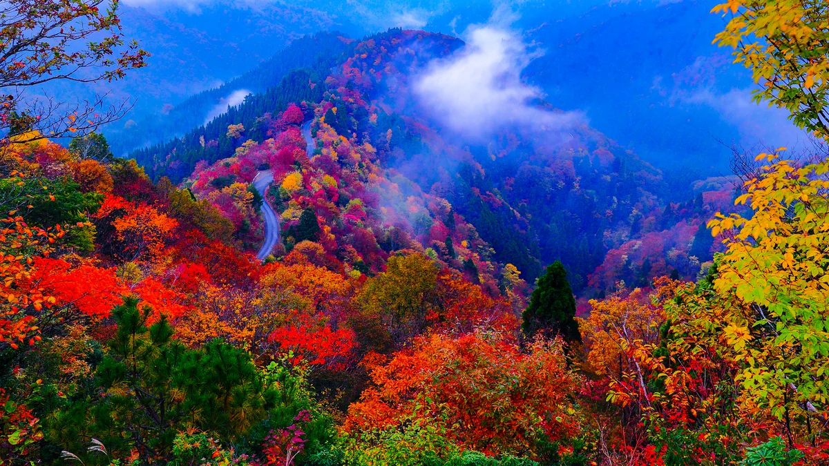 投稿写真：晩秋小入谷の紅葉