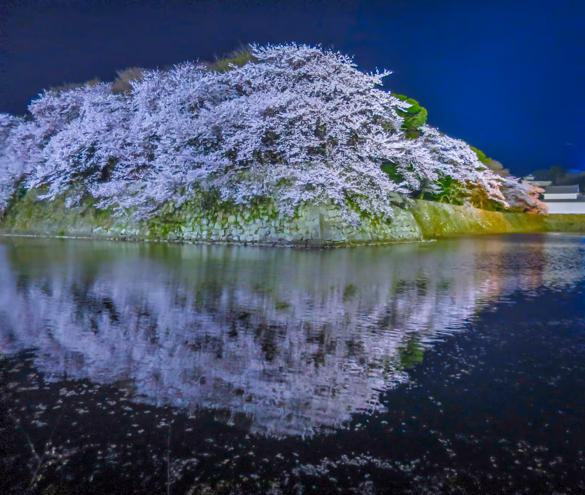 投稿写真：ライトアップされた桜のリフレクションと花筏