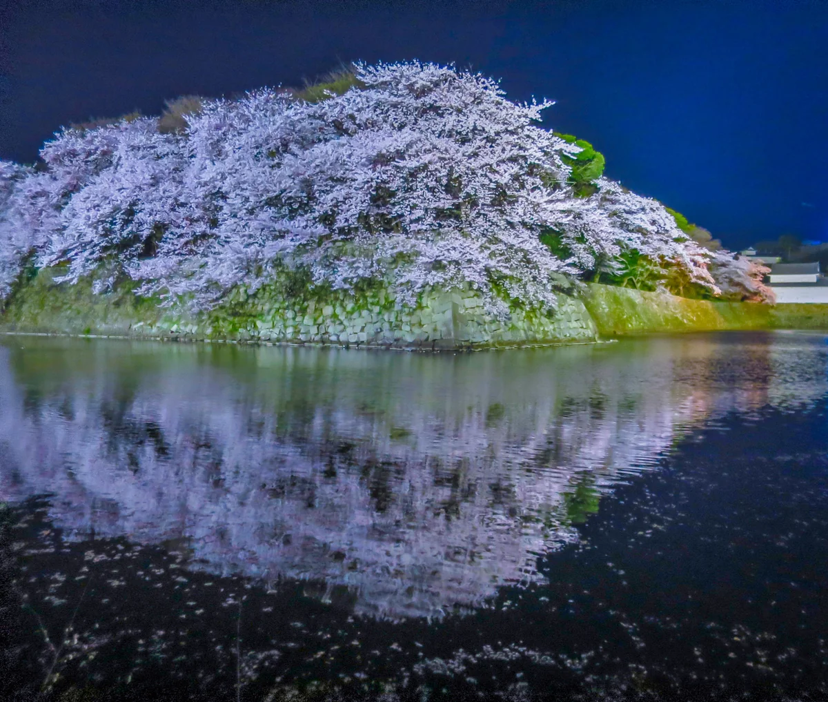 投稿写真：ライトアップされた桜のリフレクションと花筏