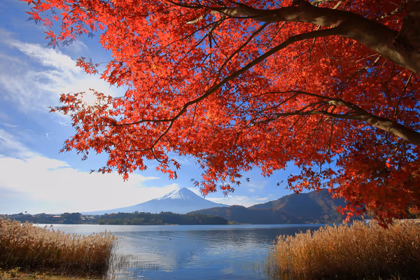 投稿：紅葉富士