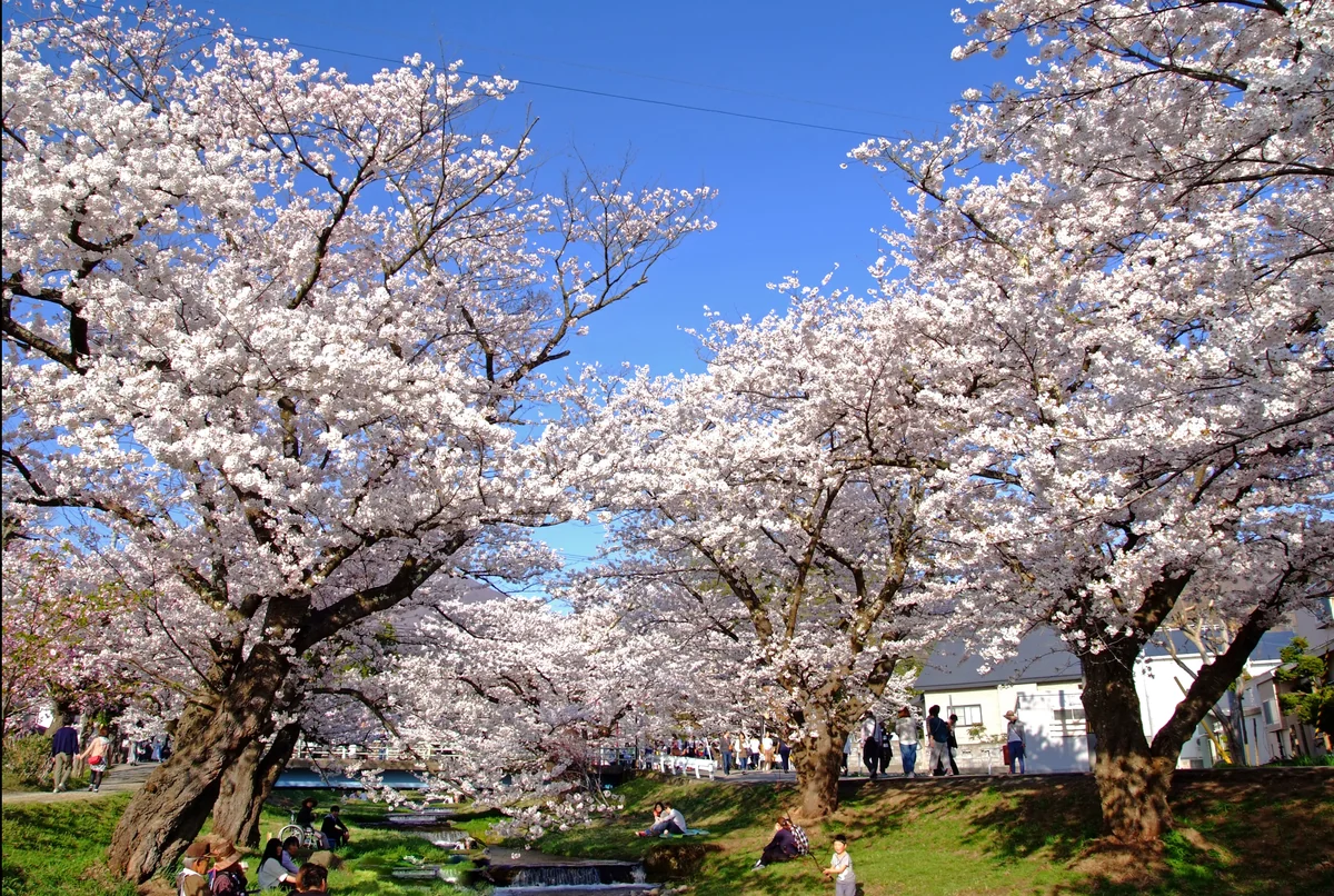 投稿写真：春の流れに
