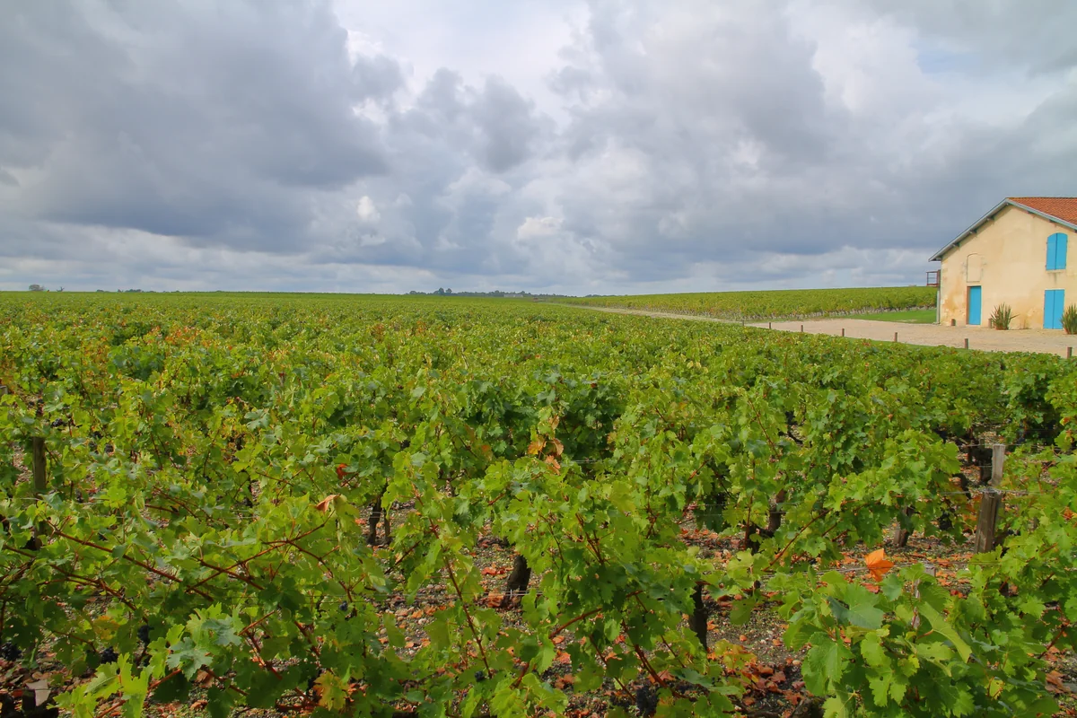 投稿写真：メドックのぶどう畑