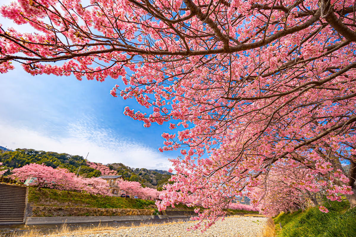 投稿写真：まもなく春、河津桜！