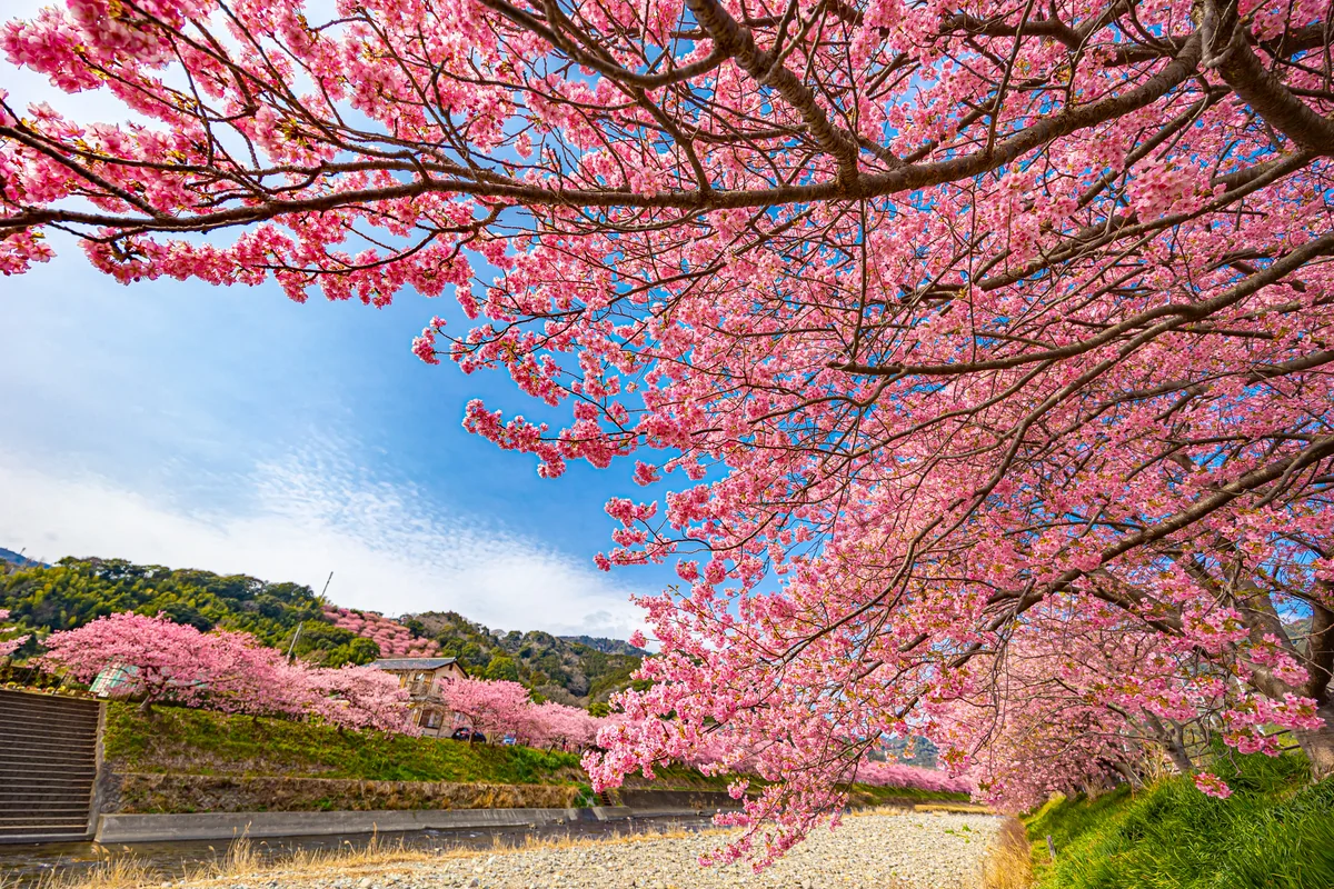 投稿写真：まもなく春、河津桜！